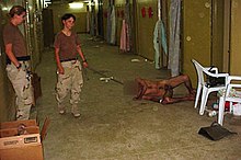 Lynndie England pulling a leash attached to the neck of a prisoner in Abu Ghraib prison, who is forced to crawl on the floor, while Megan Ambuhl watches Abu Ghraib 68.jpg