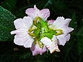 Acanthus montanus