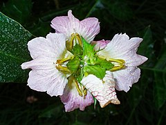 Acanthus montanus