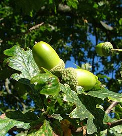 Quercus robur glas Bro-Skos