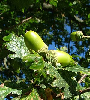 Acorns of Sessile Oak. The acorn, or oak nut, ...