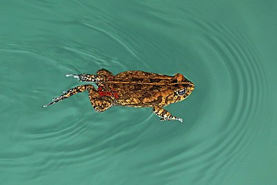 'n Gorrelskurwepadda (Amietophrynus gutturalis) swem in die Sibayameer, KwaZulu-Natal, Suid-Afrika.