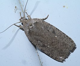 Agonopterix argillacea