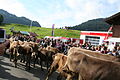 Almabtrieb, Obermaiselstein