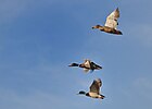 Seite 5: File:Anas_platyrhynchos_-flying_-Palo_Alto_Baylands-8.jpg (http://flickr.com/photos/28156071@N00/3461713183) Autor: Don DeBold (https://www.flickr.com/photos/28156071@N00) Lizenz: CC BY-SA 2.0