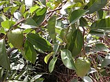 Annona reticulata