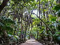 御成道の亜熱帯性植物