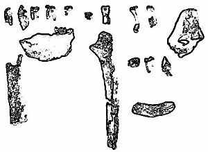 Ardipithecus kadabba 화석