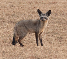 Bat-eared fox in Kenya Bat eared fox Kenya crop.jpg