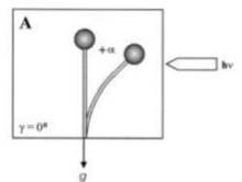 Bending angle in vertical sporangiophore Bending angle in vertical sporangiophore.png