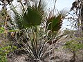 Palmera joven