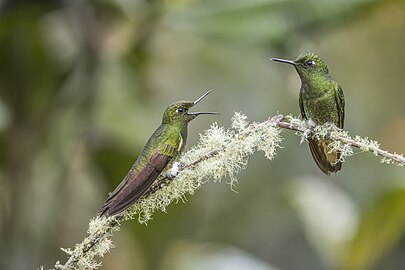 B. f. flavescens Colombia