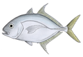 Carangoides chrysophrys