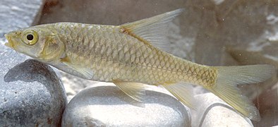 Carasobarbus exulatus juvénile