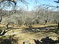 Castiñeiros en Chaguazoso.