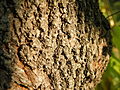 Kora drveta (Cercis siliquastrum)