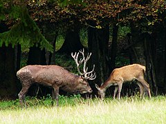 Cerf élaphe mâle et femelle adultes.