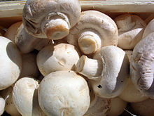 Champignons Agaricus.jpg