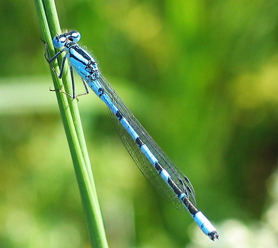 Голубая стрекоза (Coenagrion puella)