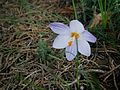 Crocus laevigatus 'Fontenayi'