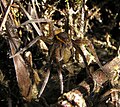 A brown spider carrying an egg sac over water.
