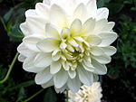 Dahlia: Playa blanca