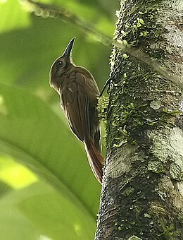 Füstös harkályrigó (Dendrocincla fuliginosa)