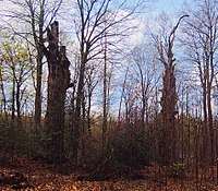 Astabuche (vorn links) und Hugobuche (hinten rechts)