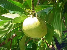 Dillenia indica fruit.jpg