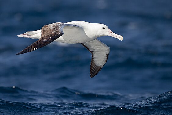 Albatros za letu s patrnou černou linkou při okraji vnitřní strany křídel