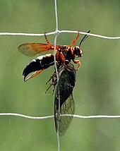 Does A Cicada Killer Sting Hurt