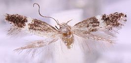 Elachista istanella