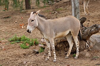 Equus africanus somaliensis