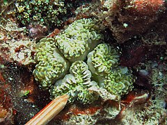 Pólipos semiretraídos mostrando septa. Isla Mer, Estrecho de Torres, Australia