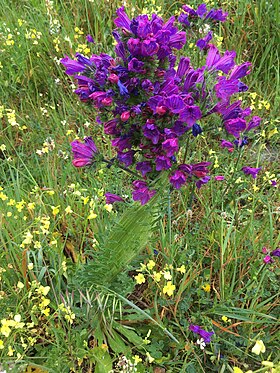 Fasciation de Echium plantagineum