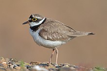 Flussregenpfeifer Little sonoregis plover.jpg