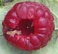 A raspberry is an aggregate fruit (shown with a raspberry beetle larva)