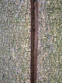 Vue rapprochée d'un tronc d’arbre parcouru par une fissure.