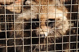 A caged dog, resembling a raccoon, looks at the camera.