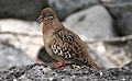 Галапагосский голубь (Zenaida galapagoensis) -Эспаньола -Gardner Bay2.jpg