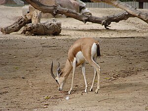 English: Gazella dorcas neglecta (Dorcas gazel...