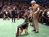 German Shepherd Dogs competing at the breed level at the 2007 Westminster Kennel Club Dog Show.