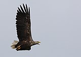 Fotos eines fliegenden Greifvogels