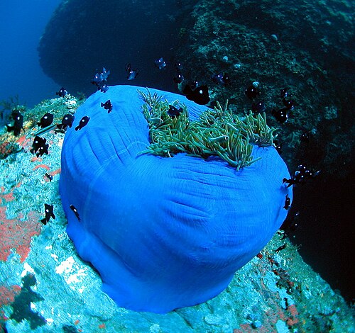 Heteractis magnifica & Dascyllus trimaculatus