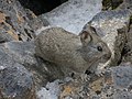 Miniatura para Ochotona himalayana