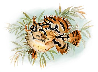Lithographie d'un poisson-grenouille des sargasses réalisée par A. H. Baldwin en 1905. (définition réelle 3 255 × 2 383)