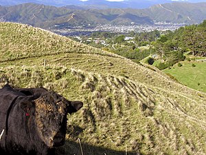 Looking into the Hutt Valley in New Zealand.