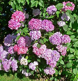 A fűrészeslevelű hortenzia egyik fajtája (Hydrangea serrata 'Preziosa')