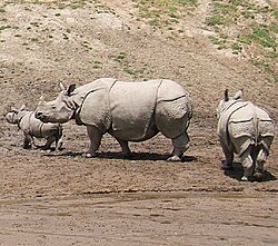 Hindia rinocero (Rhinoceros unicornis)