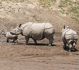 Három indiai orrszarvú (Rhinoceros unicornis)